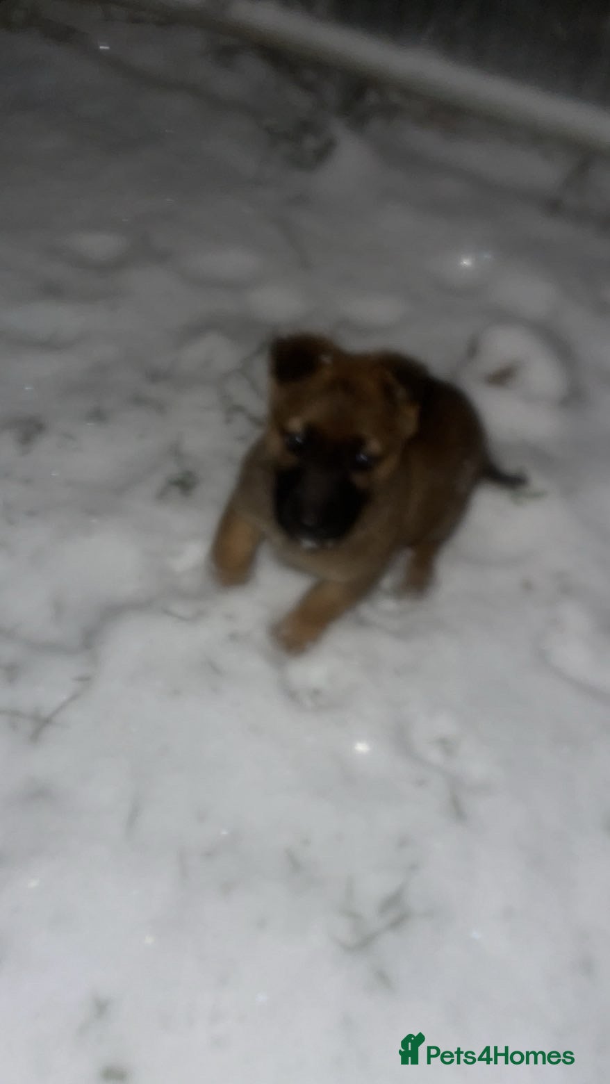 Mixed Breed dogs German Shepherd cross Belgium Malinois  - Advert 3