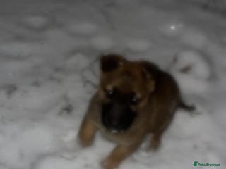 Mixed Breed dogs German Shepherd cross Belgium Malinois - Advert 1