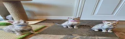 Bengal cats for sale: 🐆💕Very Beautiful Tica Registered Bengal Kittens. - Advert 1