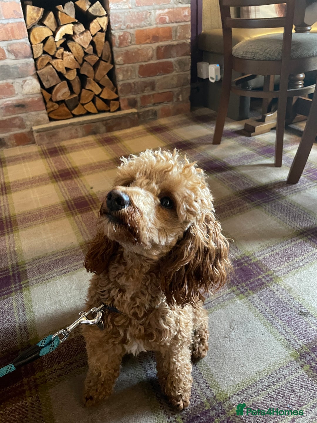 Toy Poodle dogs for stud: Beautiful, proven toy poodle for stud - Advert 4