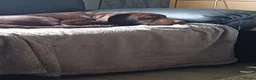 Labrador Retriever dogs for stud: Buddy - Advert 7