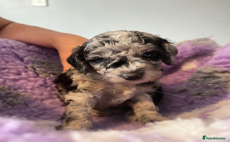 Cockapoo dogs - Advert 1