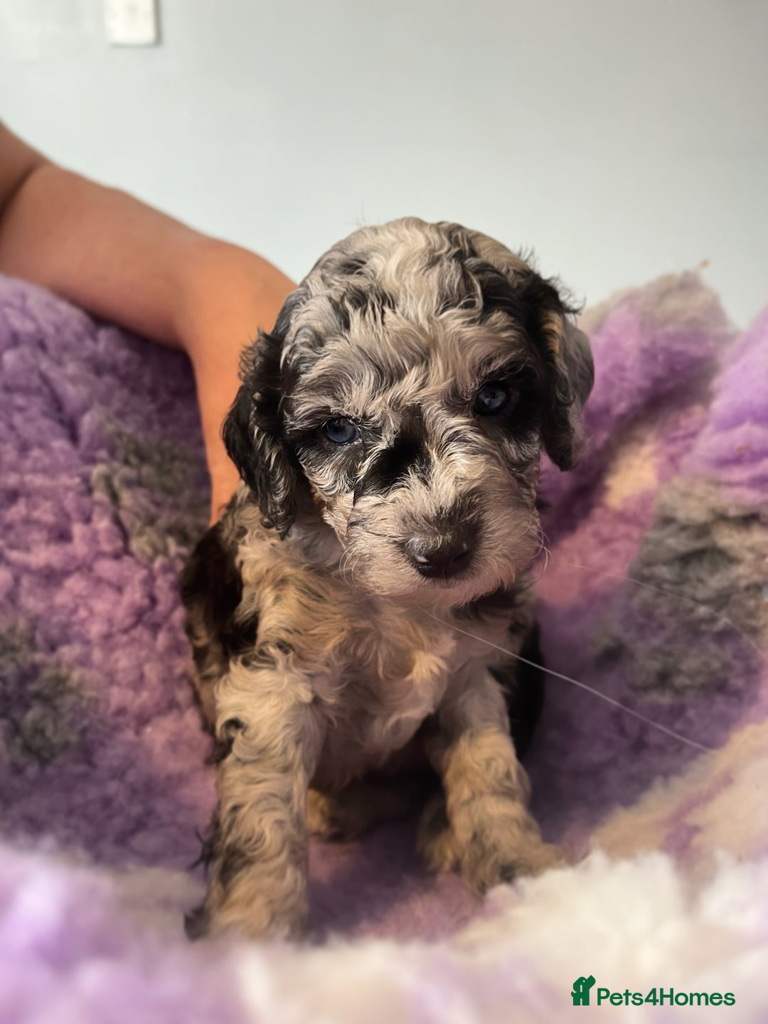 Cockapoo dogs for sale: F2B Cockapoo’s - Image 1