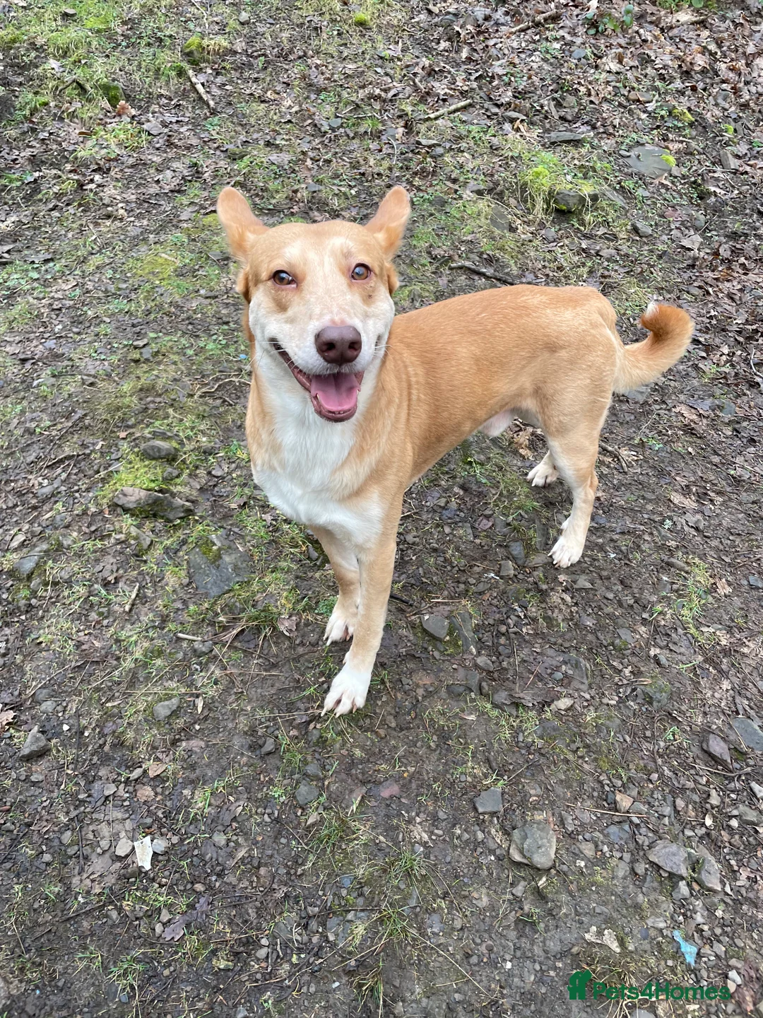 Mixed Breed dogs for adoption: Big Ears - Advert 3