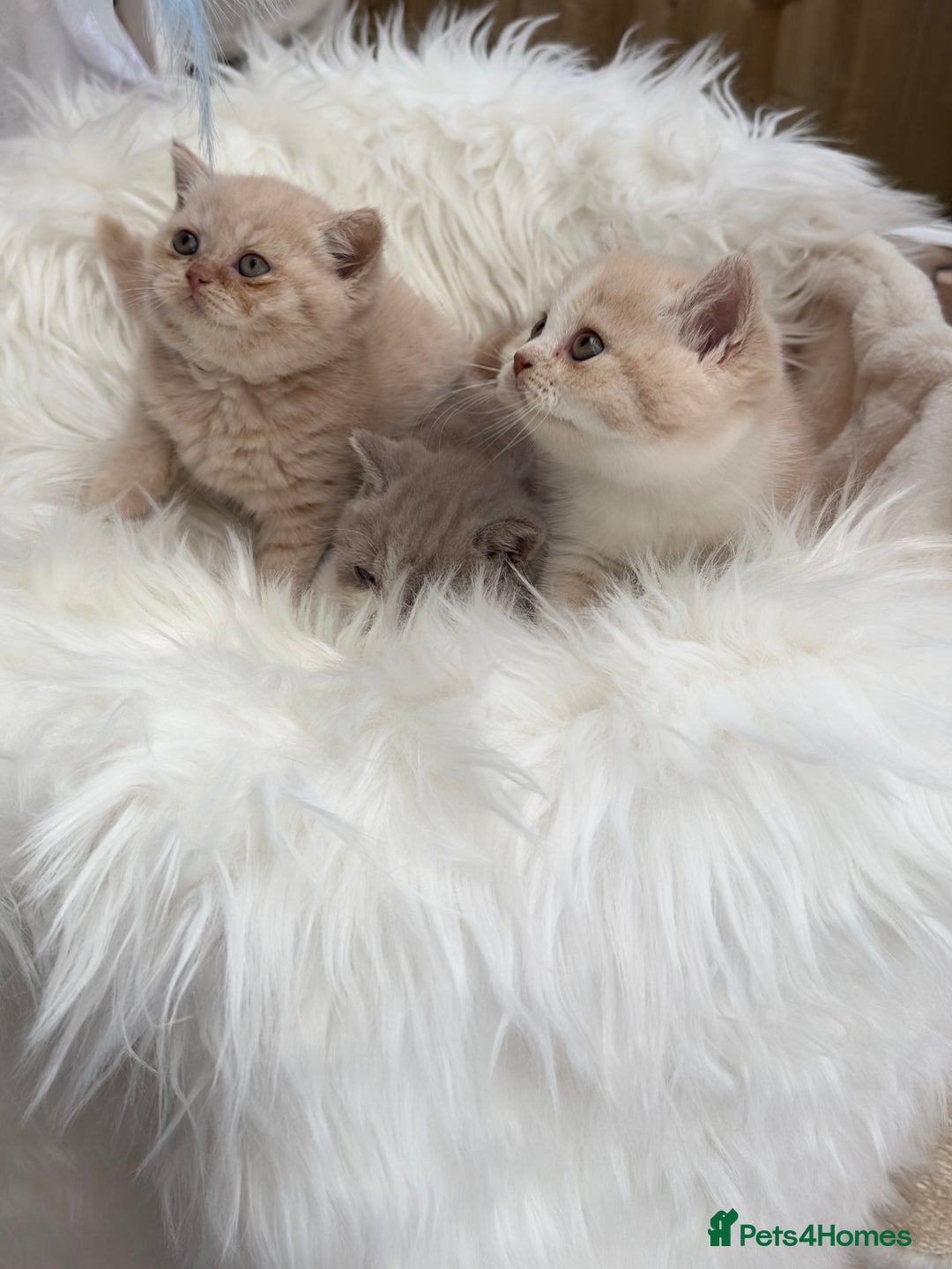 British Shorthair cats for sale: Beautiful , soft teddy bears 🩷🩷💙 - Image 22