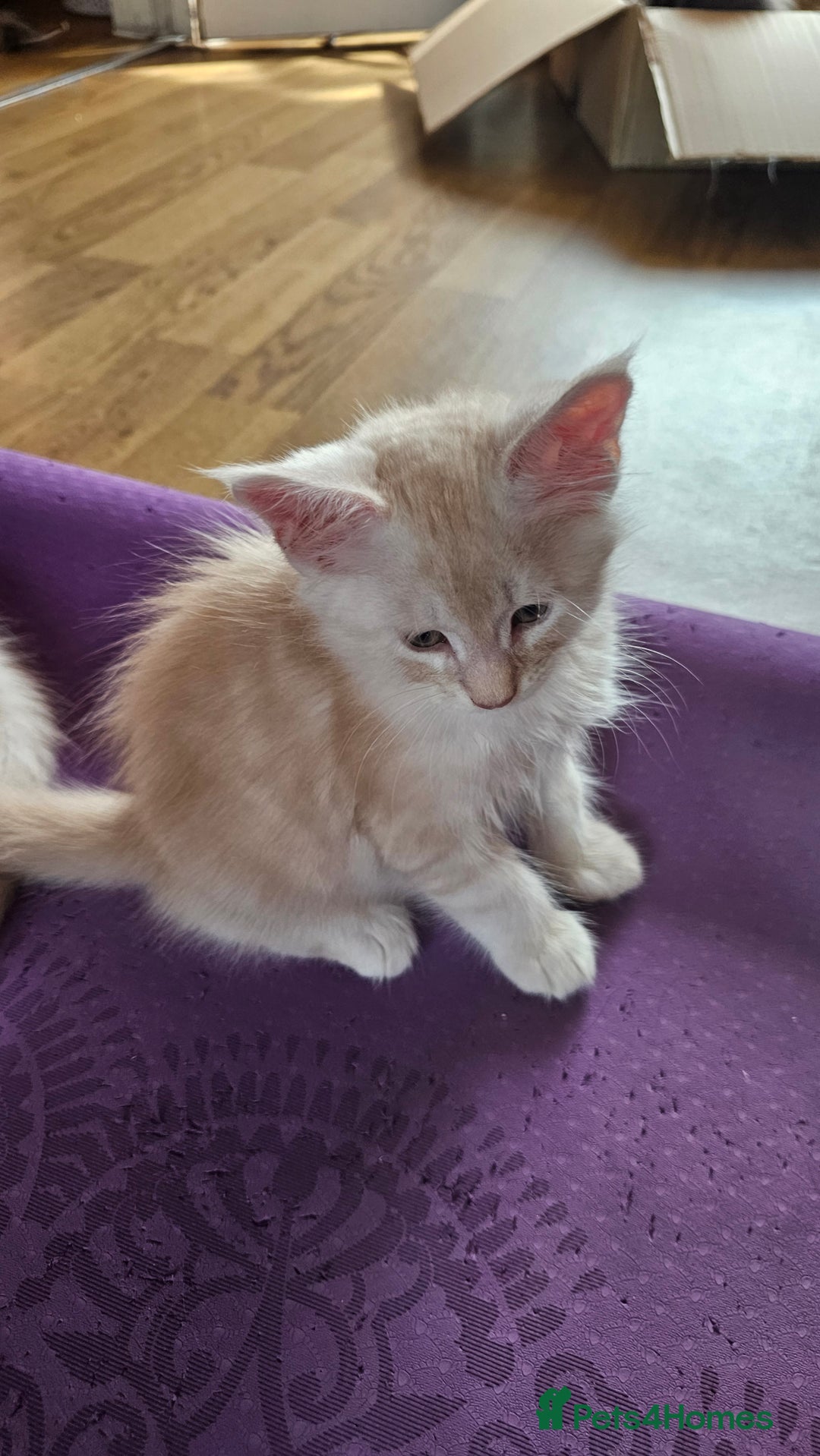 Maine Coon cats for sale: LARGE BREED Maine Coon cross  - Image 8