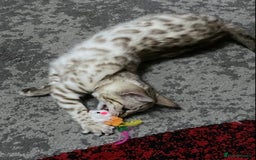 Bengal cats for sale: Bengal kittens - Image 11