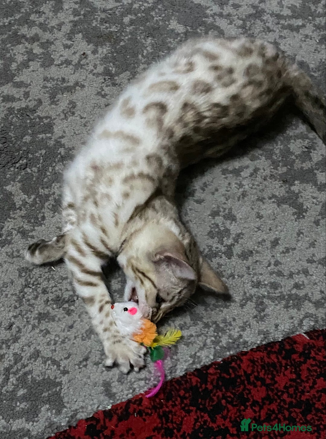 Bengal cats for sale: Bengal kittens - Image 11