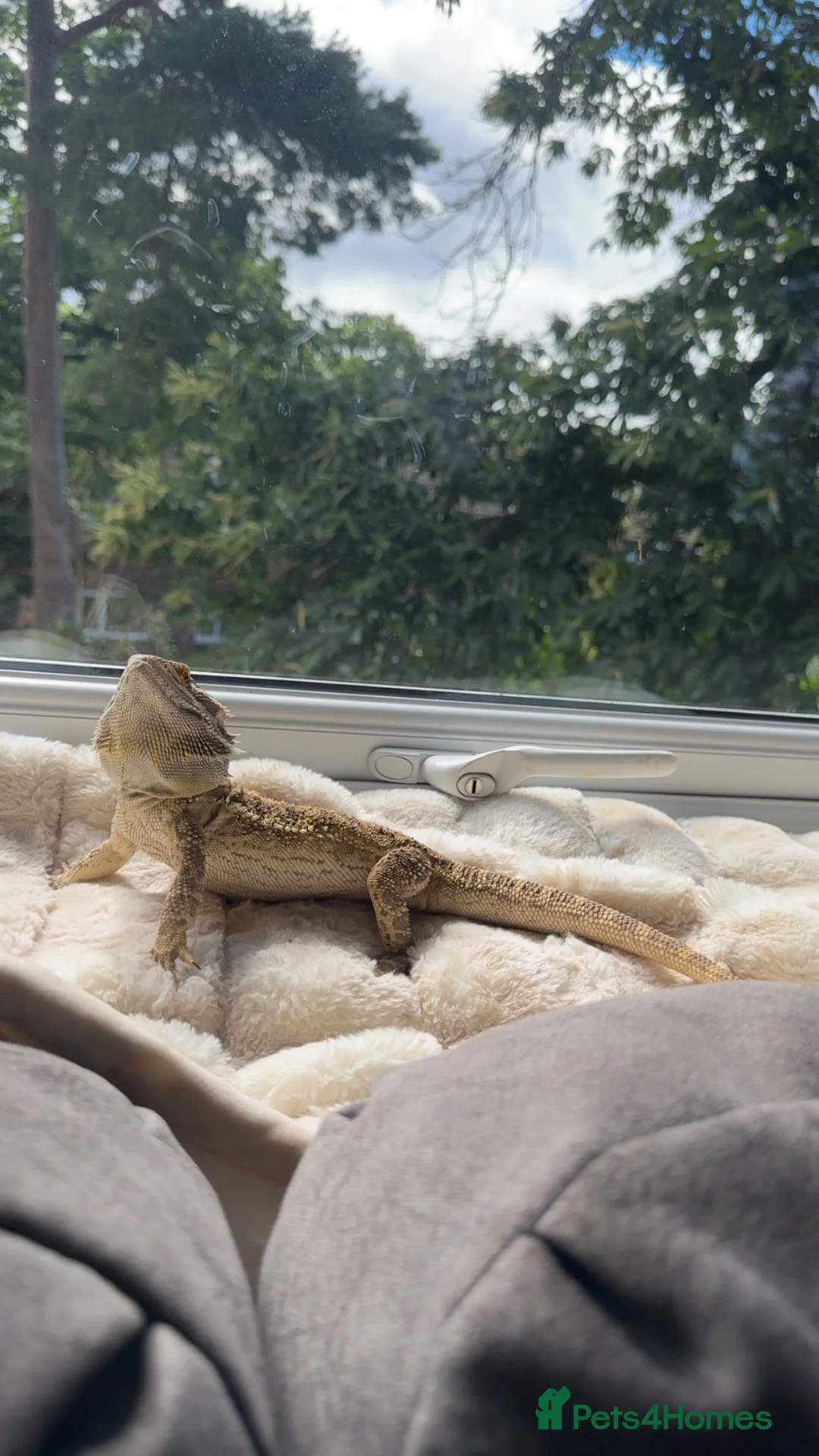 Bearded Dragon reptiles for sale: Bearded dragon looking for forever home - Advert 3