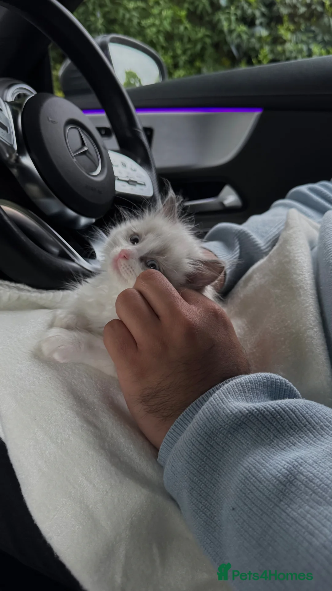 Ragdoll cats for sale: Panko the ragdoll - Advert 1