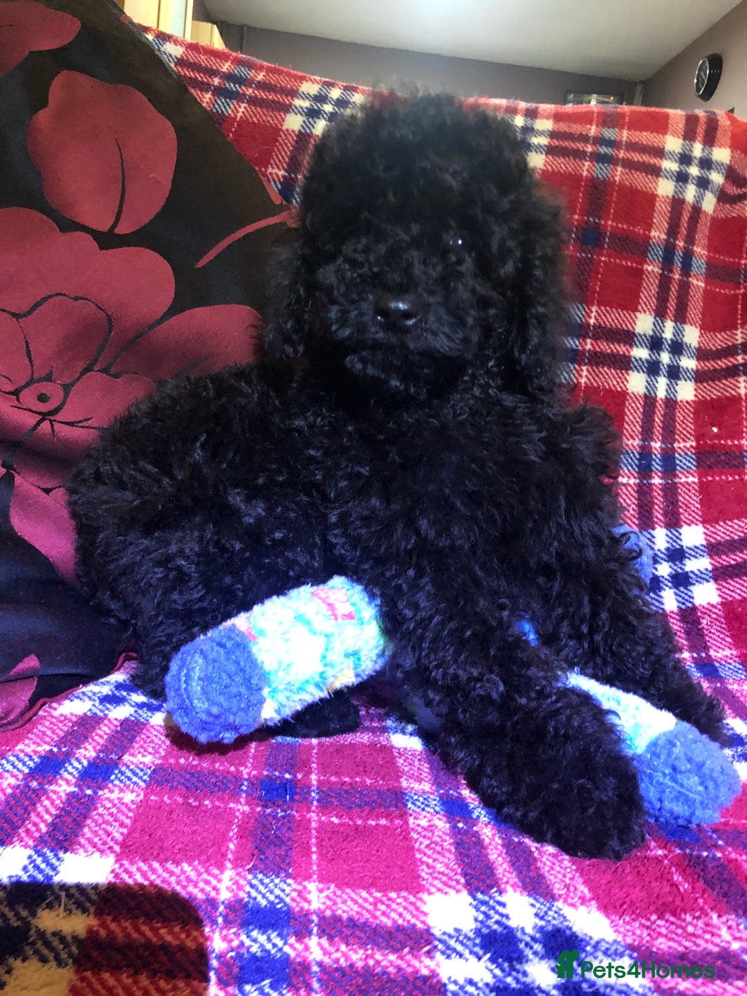 Cockapoo dogs for sale: Cockapoo puppies for sale  - Advert 17