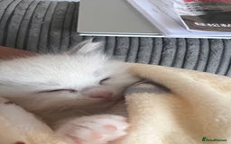 Ragdoll cats for sale: Beautiful Ragdoll kittens - Image 16