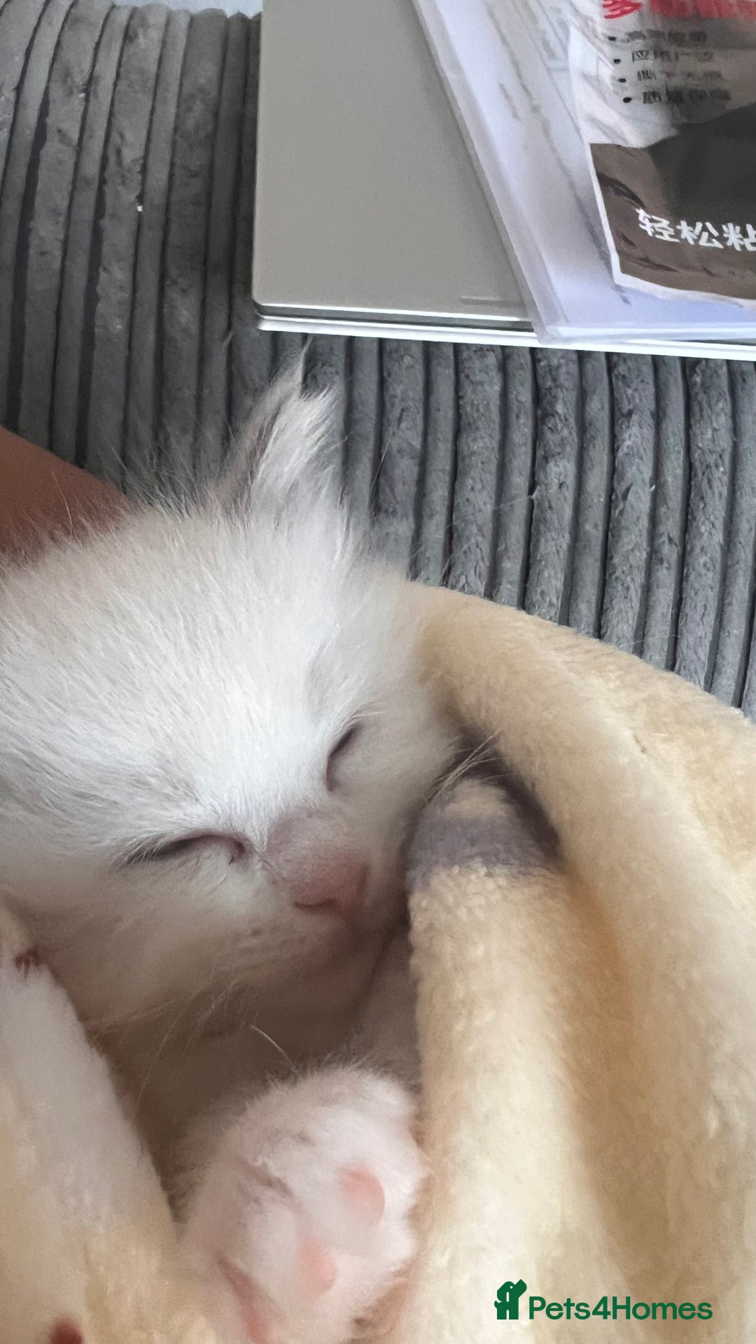 Ragdoll cats for sale: Beautiful Ragdoll kittens - Image 16