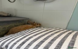 Mixed Breed rabbits for sale: One male rabbit  - Image 4