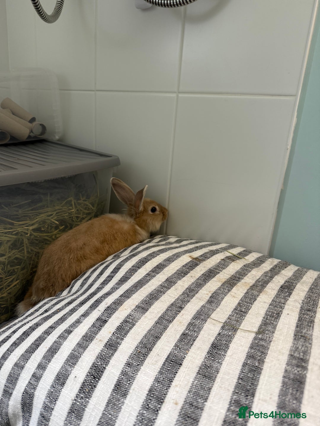 Mixed Breed rabbits for sale: One male rabbit  - Image 4