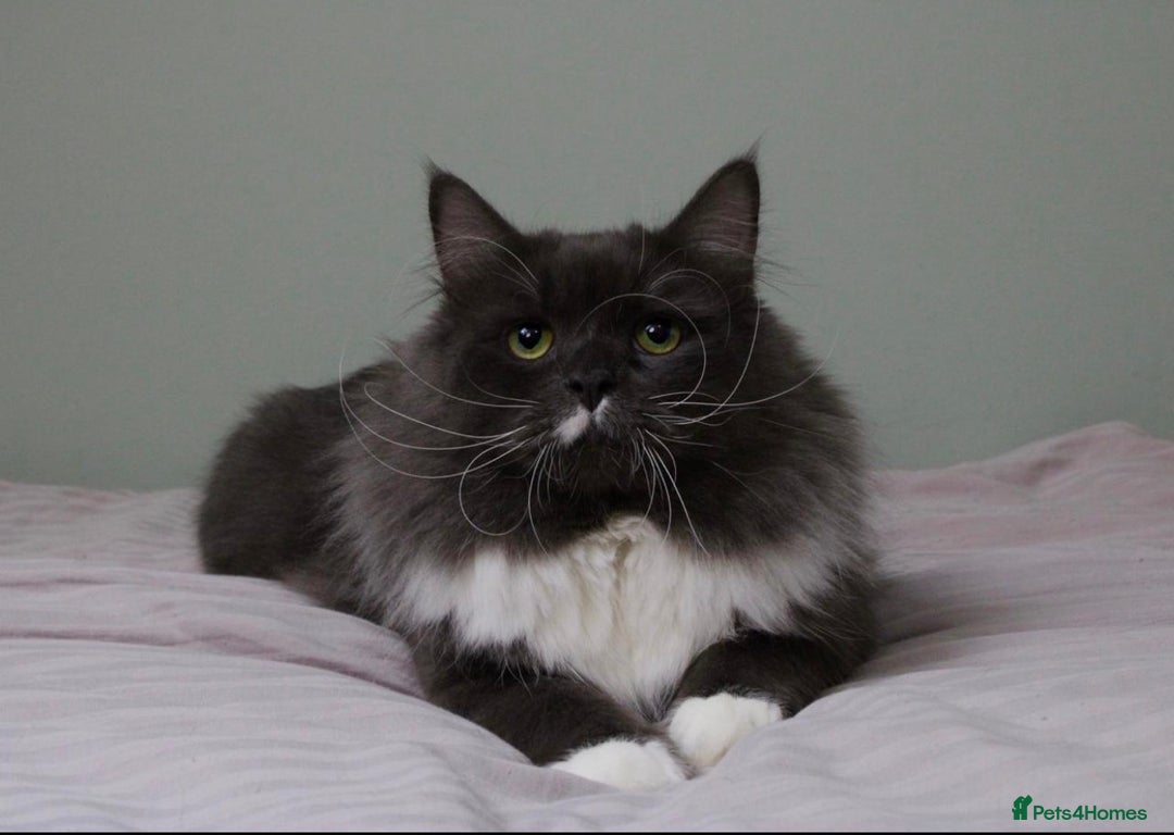 Siberian cats for sale: Siberian male cat  - Advert 4