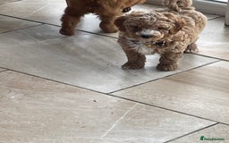 Cavachon dogs for sale: Boys and a girl available  - Image 6