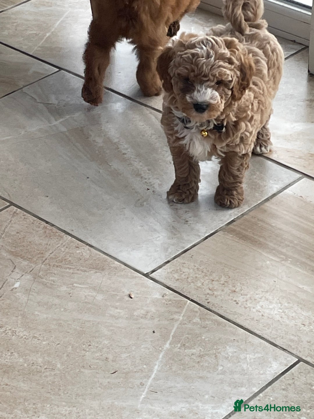 Cavachon dogs for sale: Boys and a girl available  - Image 6