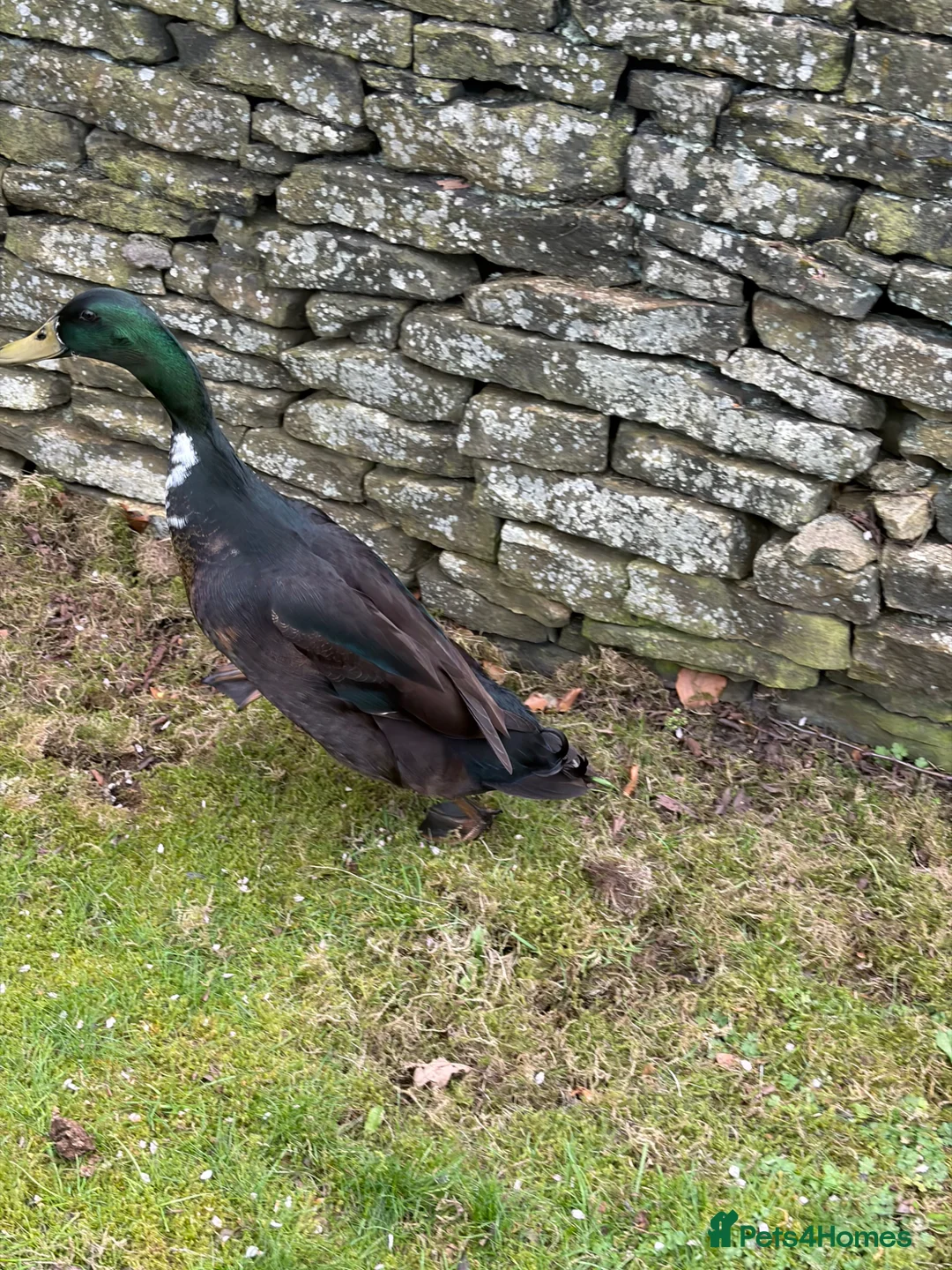Ducks poultry for sale: Male Drake Runner Duck. Free to good home in Rochdale - Advert 2