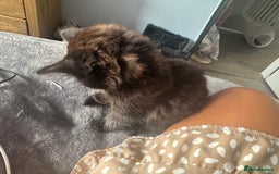 British Longhair cats for sale: 3 kittens ready for forever homes  - Image 10