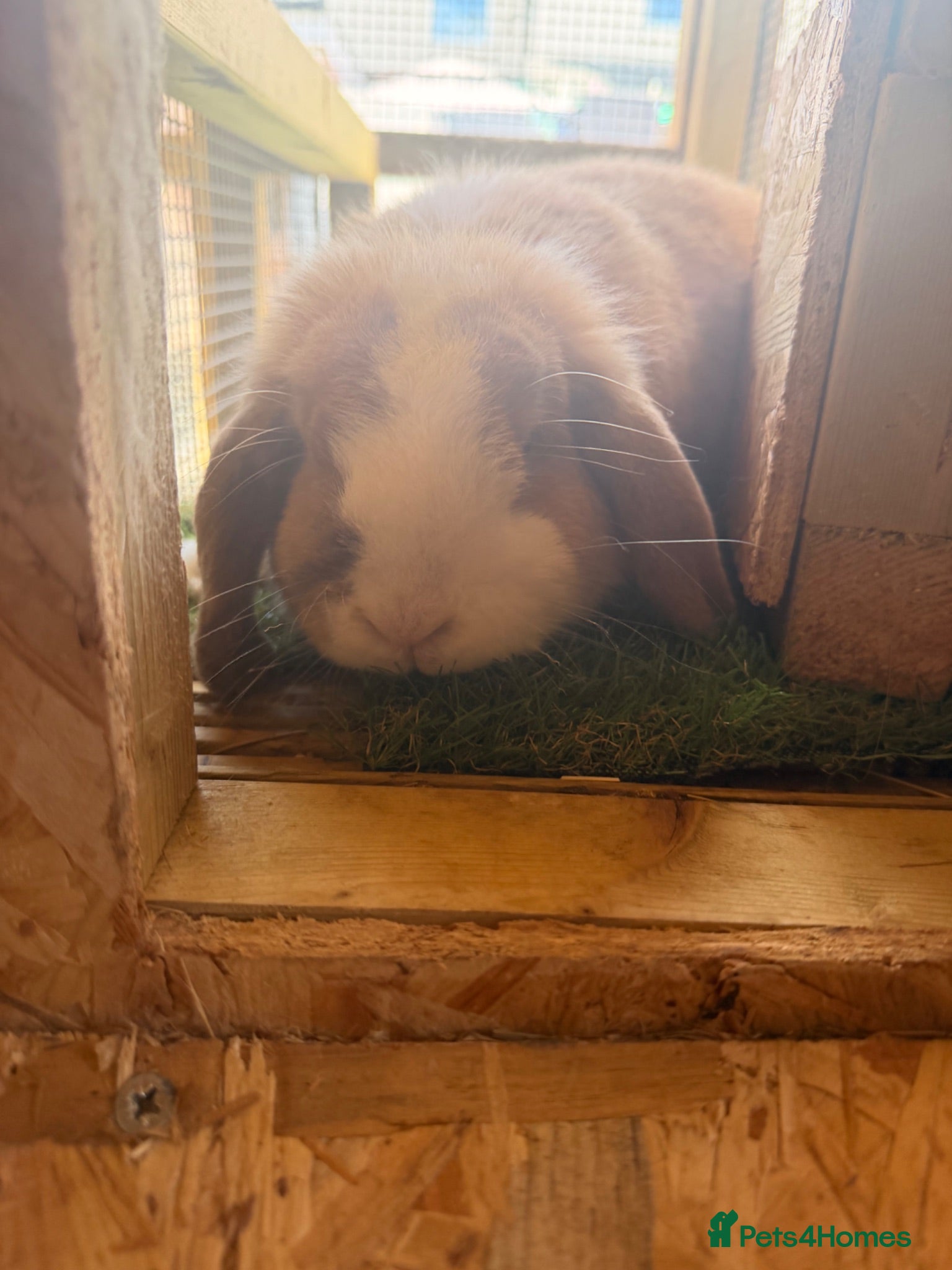 Mini Lop rabbits Male and female mini lops - Advert 1