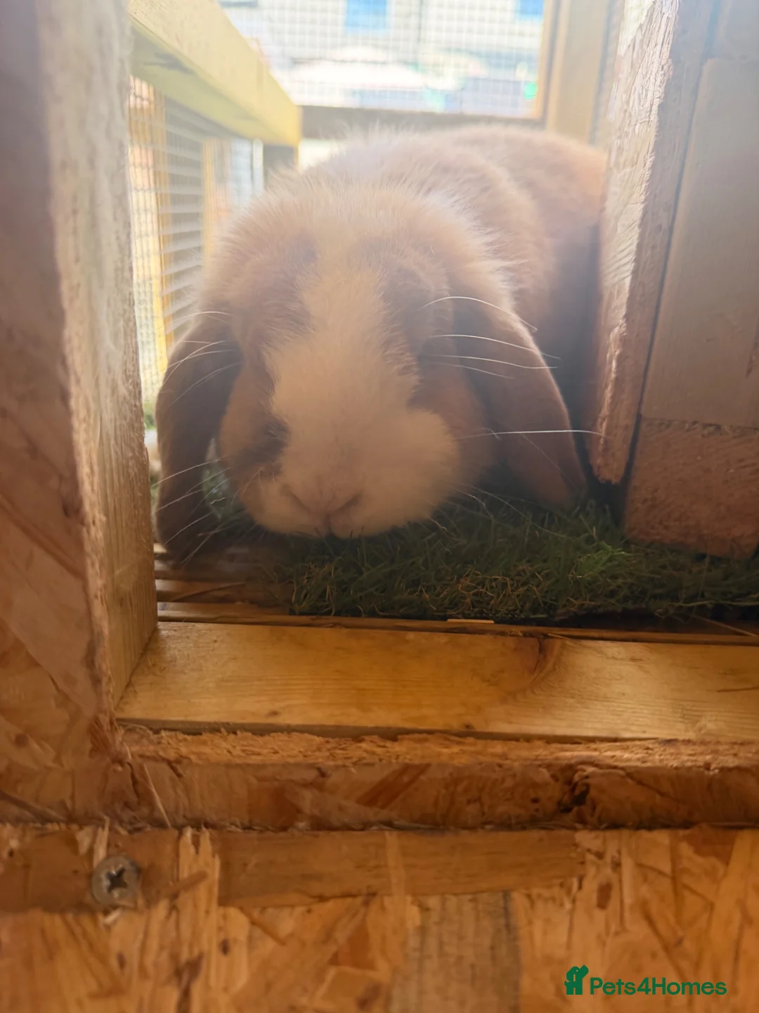Mini Lop rabbits for sale: Male and female mini lops in Didcot - Advert 1