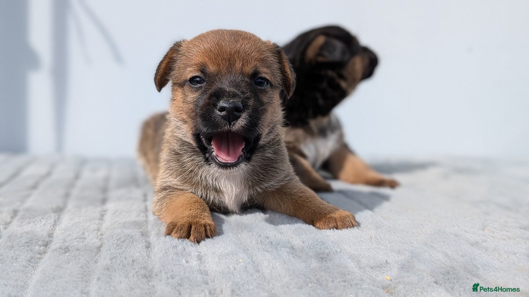 Mixed Breed dogs for sale: Cracking terrier pups - Image 2