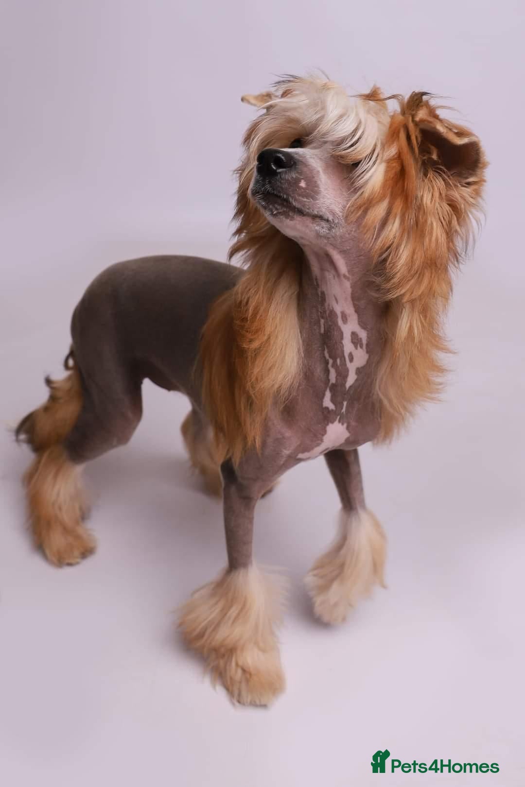 Chinese Crested dogs Chinese crested bitches - Advert 1