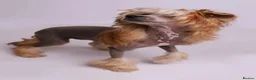 Chinese Crested dogs for sale: Chinese crested bitches in Stockton-on-Tees - Advert 3