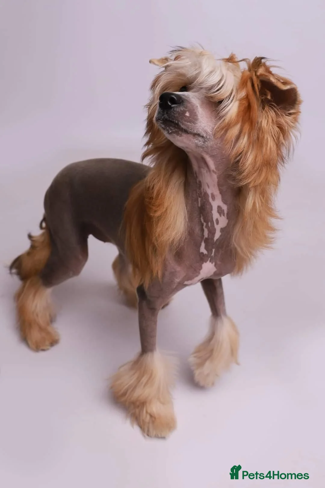 Chinese Crested dogs for sale: Chinese crested bitches in Stockton-on-Tees - Advert 3