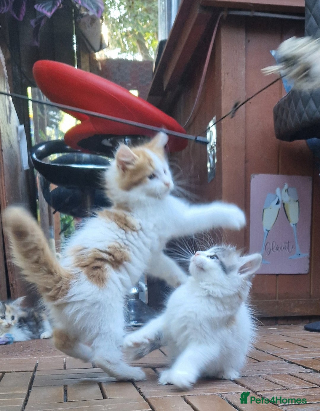 Mixed Breed cats for sale: Sweet Maine Coon mix for sale - Image 1
