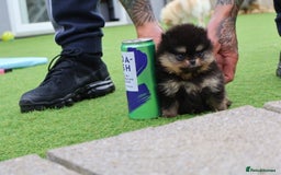 Pomeranian dogs for sale: READY NOW-REDUCED!! TRUE TEDDY BEAR POMERANIAN - Image 15