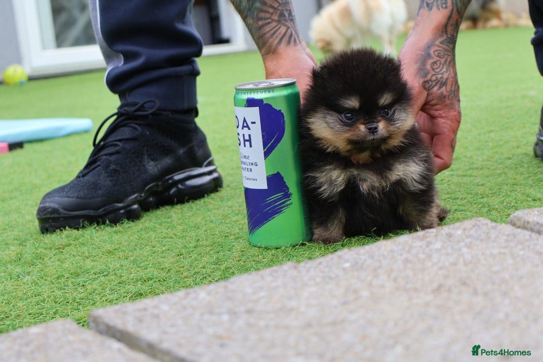 Pomeranian dogs for sale: READY NOW-REDUCED!! TRUE TEDDY BEAR POMERANIAN - Image 15