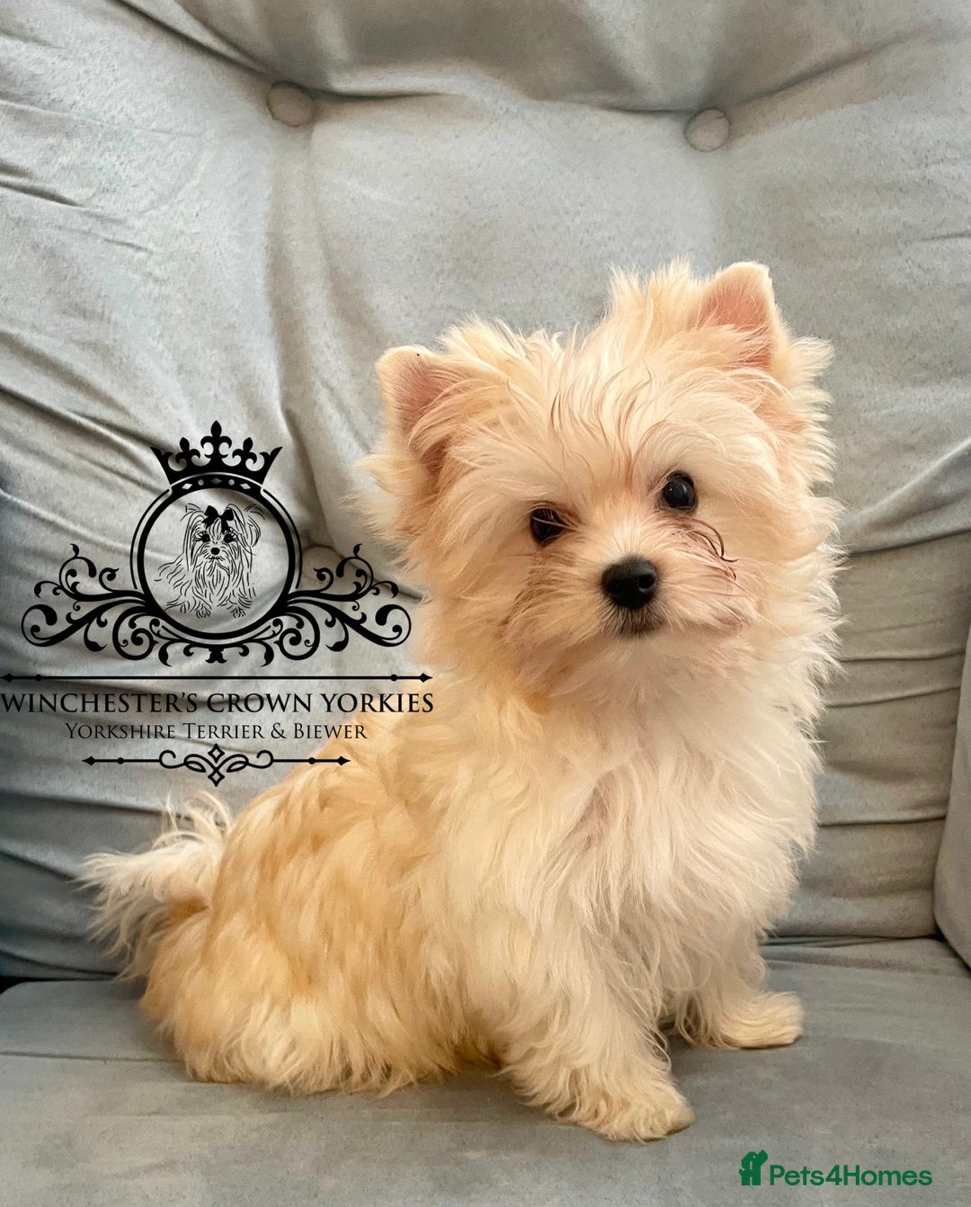Yorkshire Terrier dogs for sale: ❤️Only 1 Girl left Golddust YT🥇Champion heritage! - Image 4