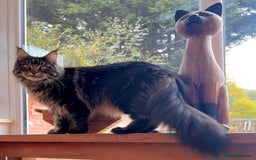 Maine Coon cats for sale: Beautiful Maine Coon Male - Image 11