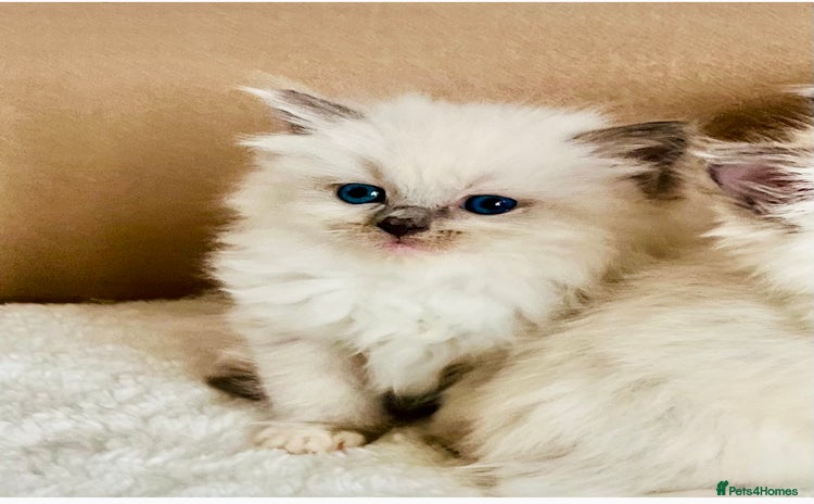 Ragdoll cats - Advert 15