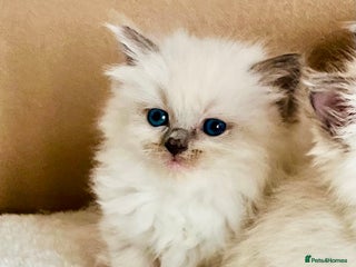 Ragdoll cats - Advert 7