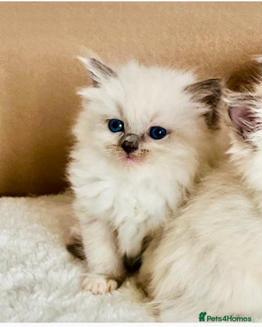 Ragdoll cats - Advert 2