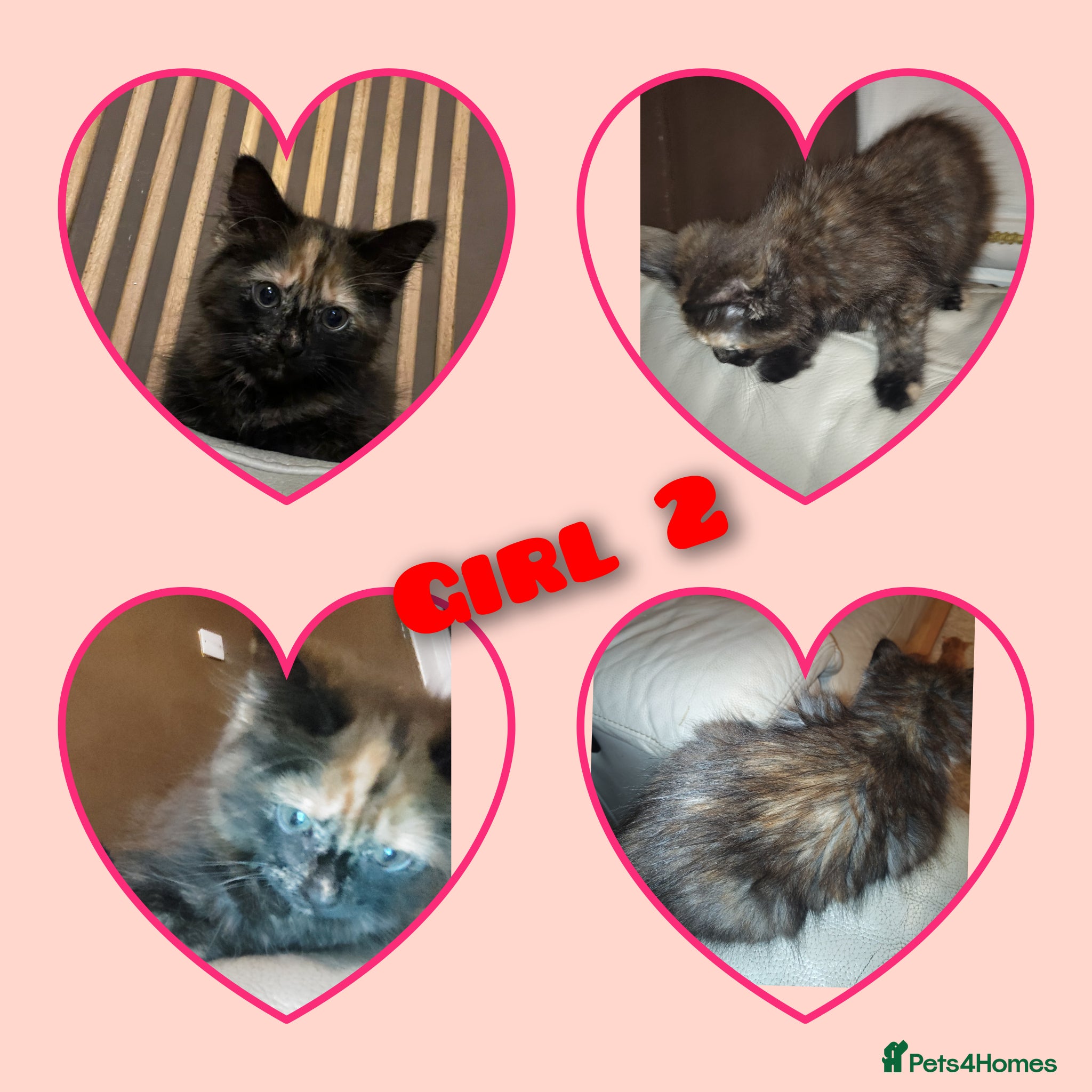 Mixed Breed cats 2 female kittens for sale  - Advert 5