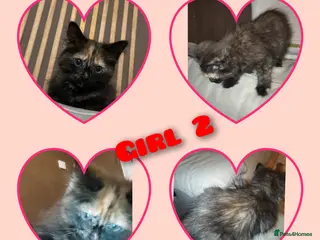 Mixed Breed cats 2 female kittens for sale - Advert 5