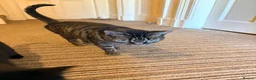 Mixed Breed cats for sale: URGENT! 5 cats need rehoming (together all bonded) - Advert 7