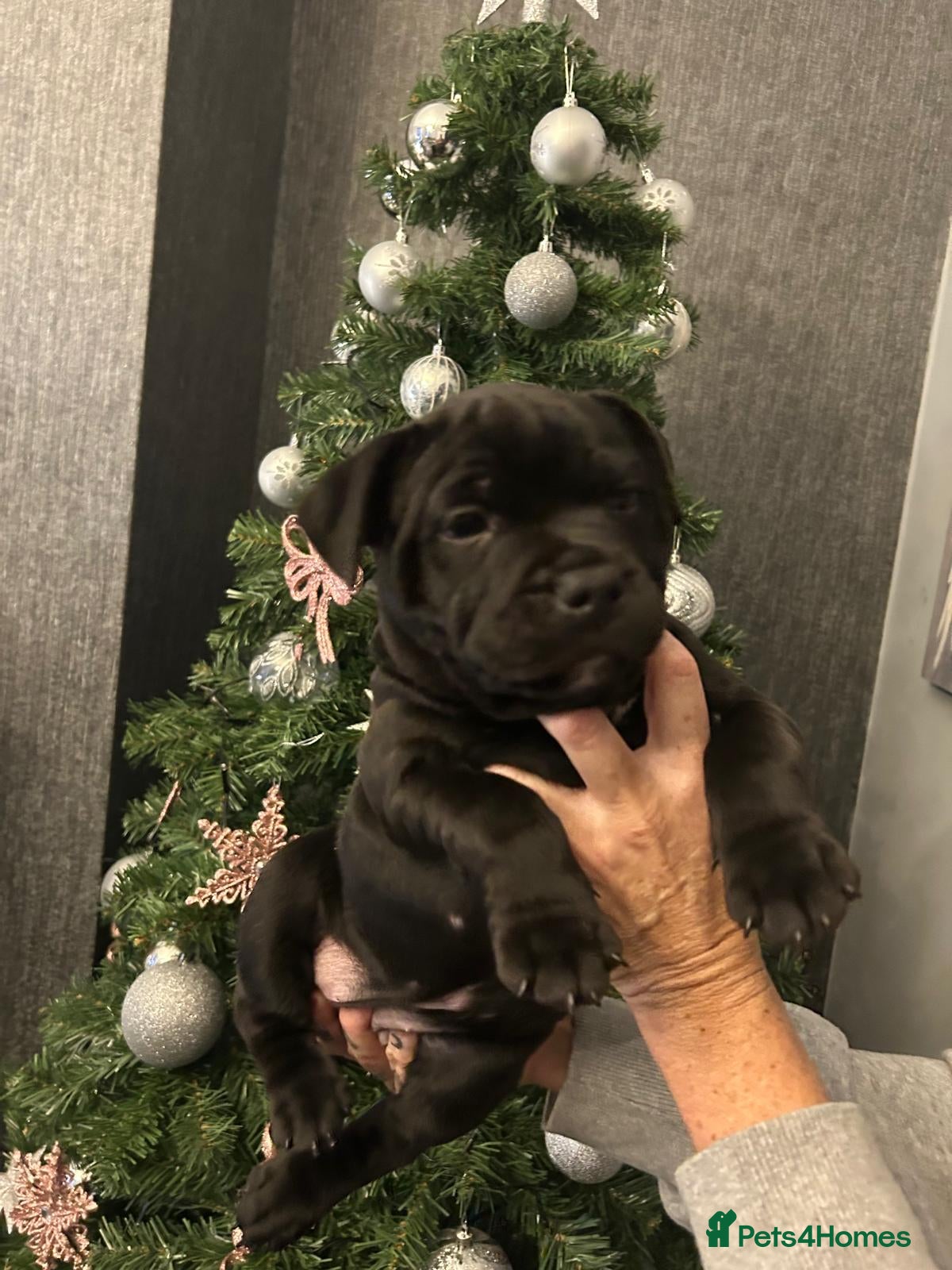 Staffordshire Bull Terrier dogs 🔥💥 STUNNING BLACK BOY 💥🔥 - Advert 1