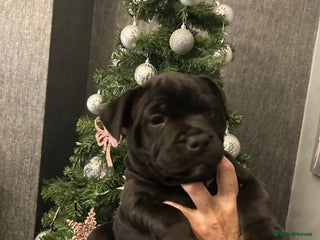 Staffordshire Bull Terrier dogs 🔥💥 STUNNING BLACK BOY 💥🔥 - Advert 1