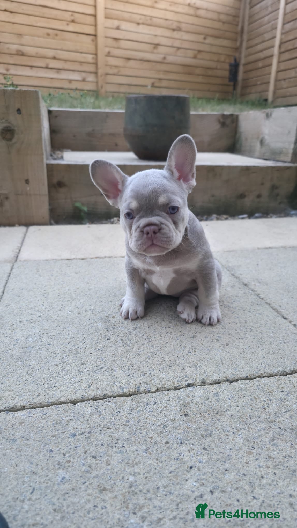 French Bulldog dogs Frenchie girly 💗New Champagne shade - Advert 18