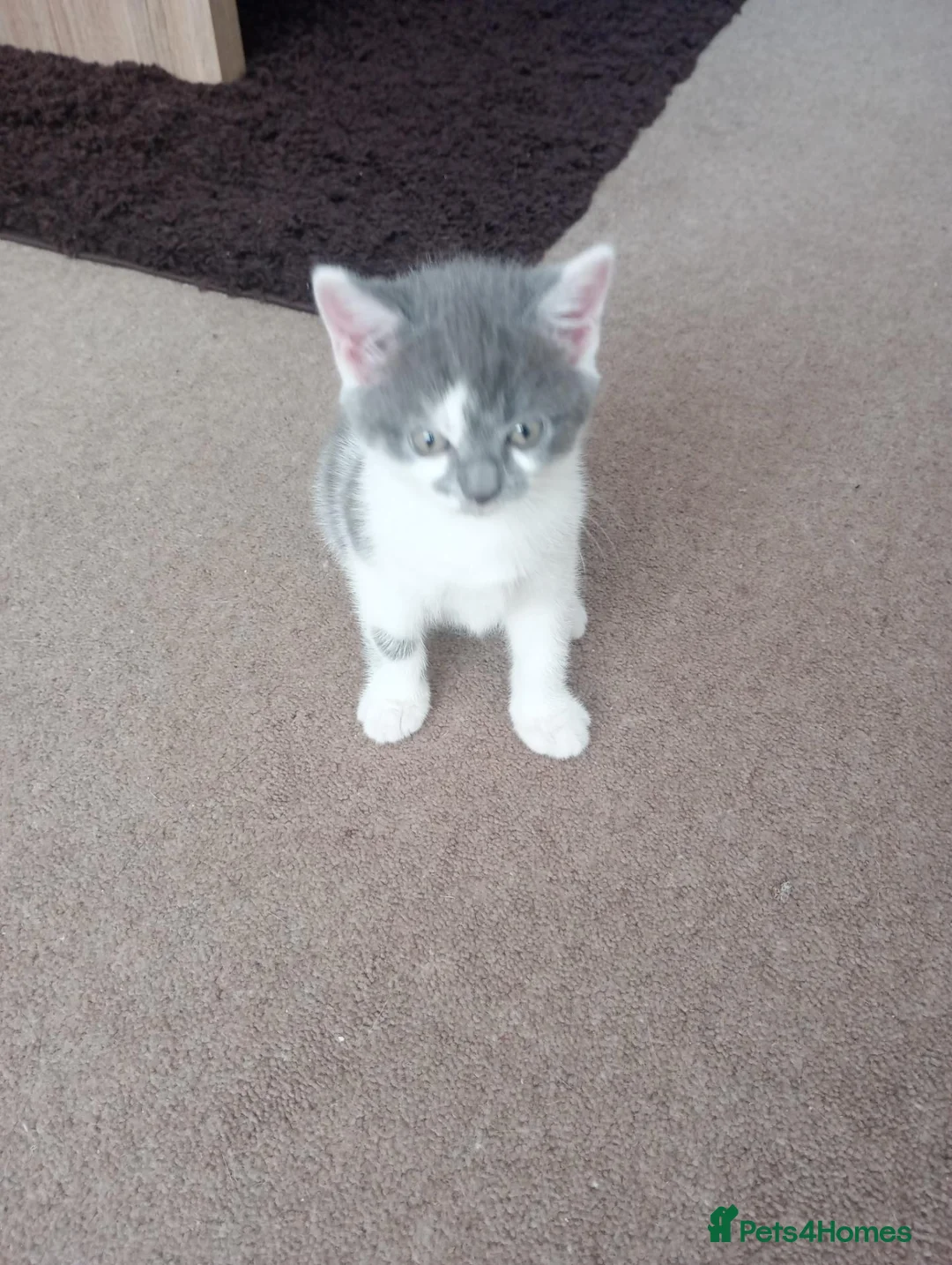 British Shorthair cats for sale: British shorthair bicolour girl  - Advert 4
