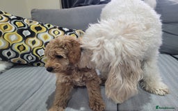 Cockapoo dogs for sale: Sweet boy cockapoo - Advert 2