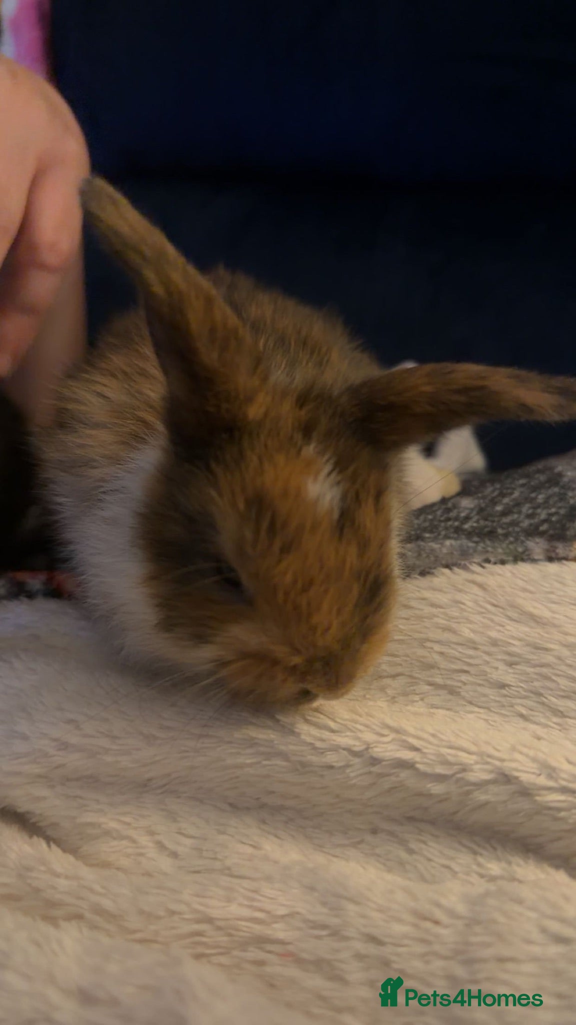 Mini Lop rabbits Last 2 beautiful mini lop babies - Advert 6