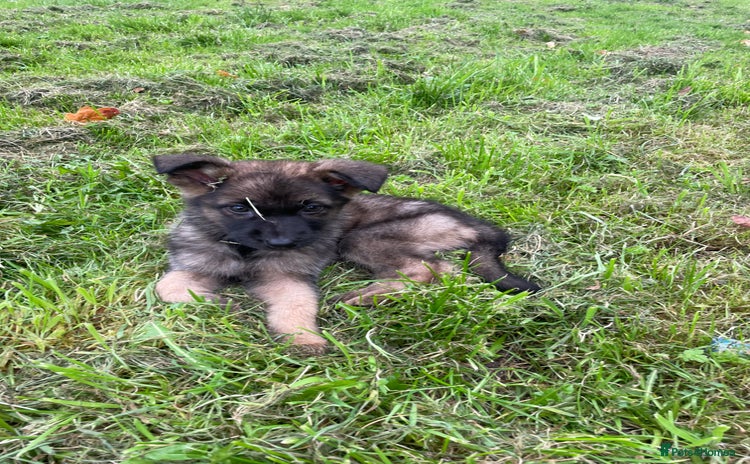 German Shepherd dogs - Advert 1