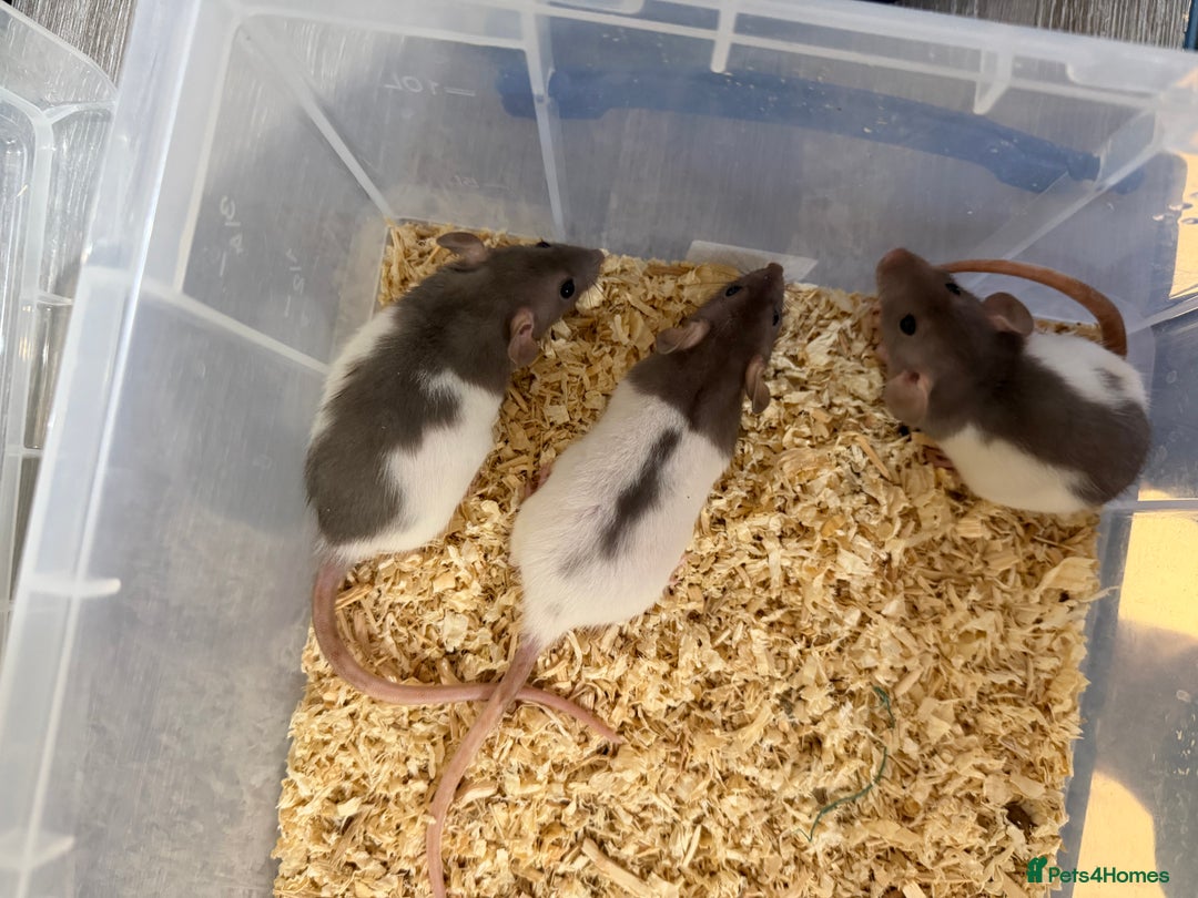 Rat rodents for sale: Pet rats for sale male and female Ava  - Image 3