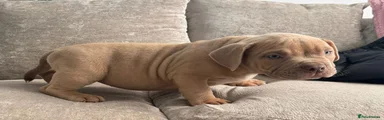 American Bully 2